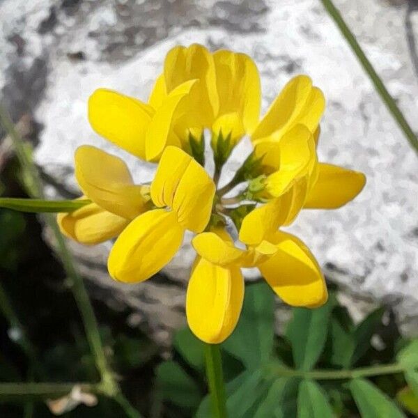 Coronilla securidaca Kukka