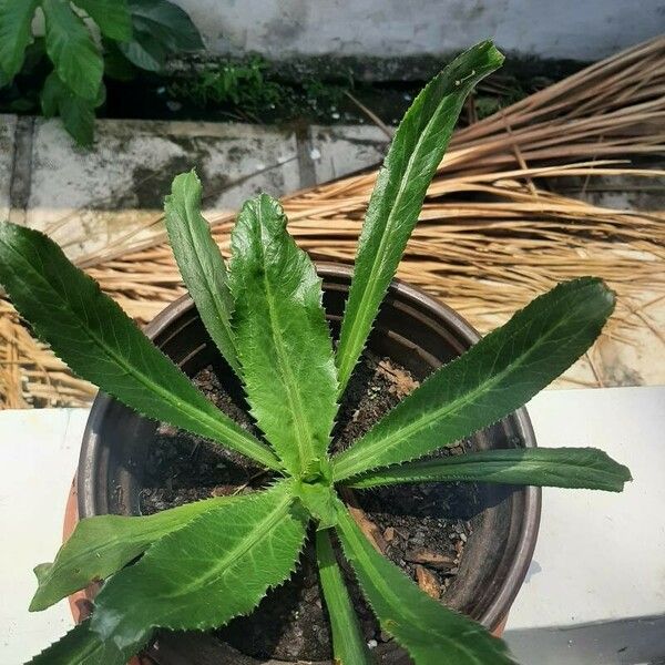 Eryngium foetidum Leaf