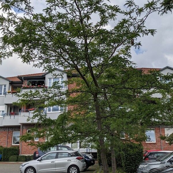 Gleditsia triacanthos Habit