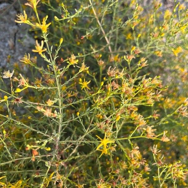 Hypericum triquetrifolium পাতা