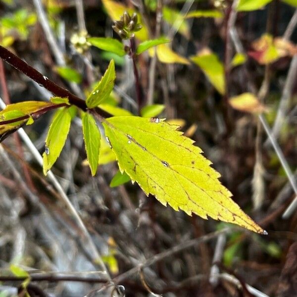 Ageratina riparia Leaf