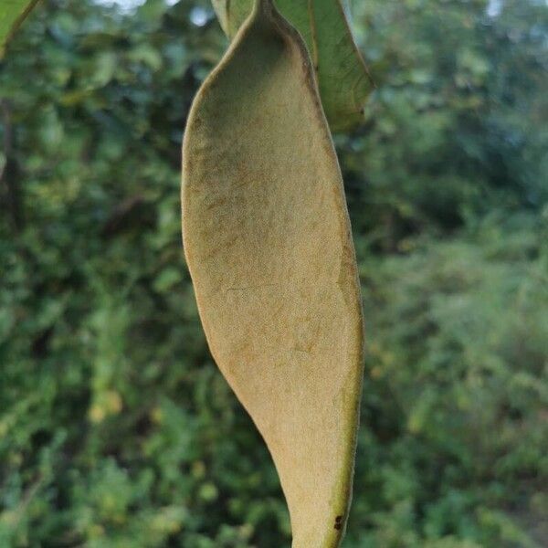 Piliostigma thonningii Froito