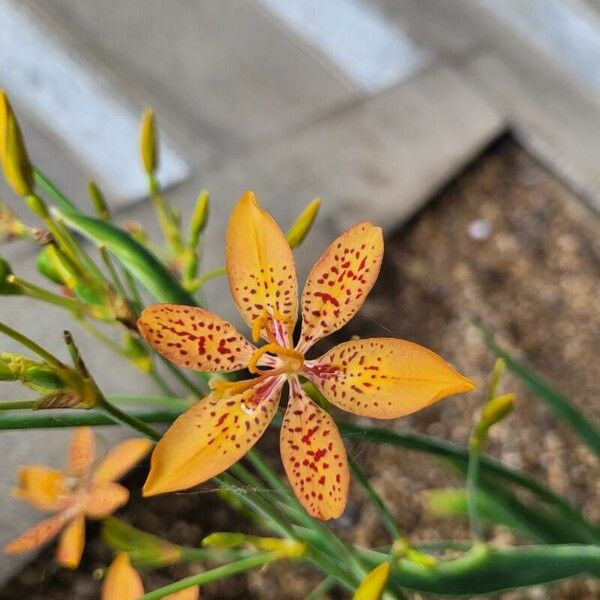 Iris domestica Virág