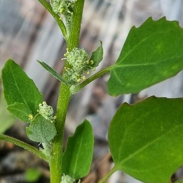 Chenopodium berlandieri পাতা