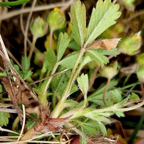 Potentilla verna ᱪᱷᱟᱹᱞᱤ