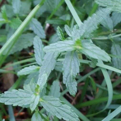 Stachys annua Листок