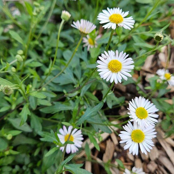 Erigeron karvinskianus Pokrój