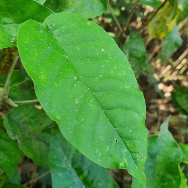 Croton megalocarpus Leaf
