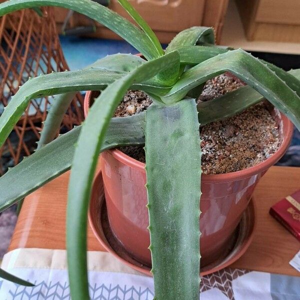 Aloe vera Folio