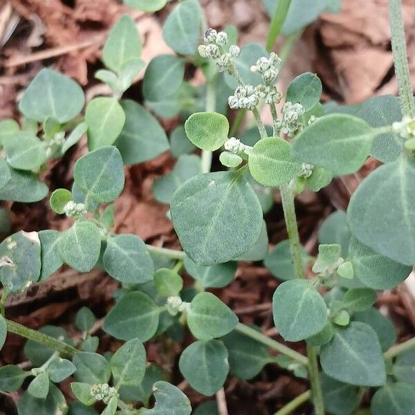 Chenopodium vulvaria List