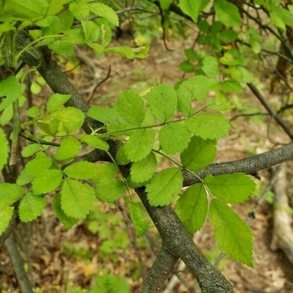 Rosa multiflora पत्ता