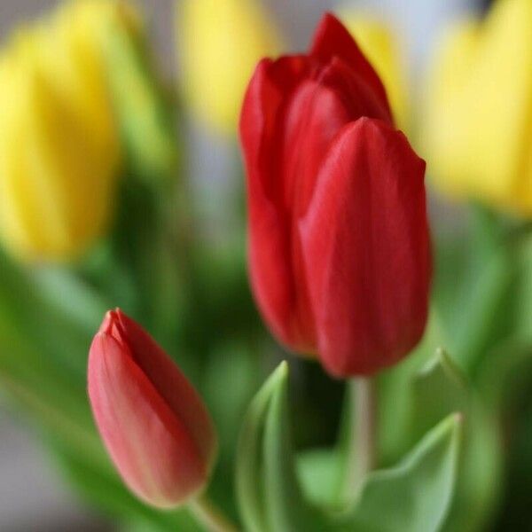 Tulipa gesneriana Flors