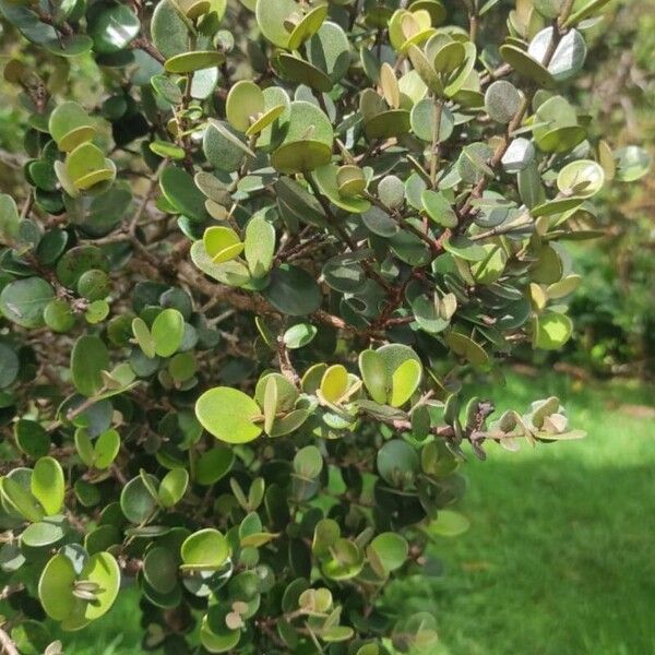 Eugenia buxifolia Blad