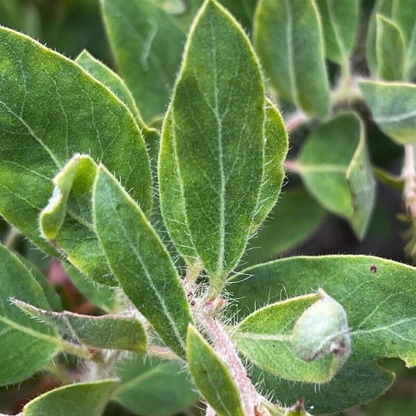 Arctostaphylos columbiana Feuille