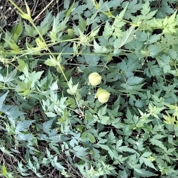 Cardiospermum halicacabum Feuille