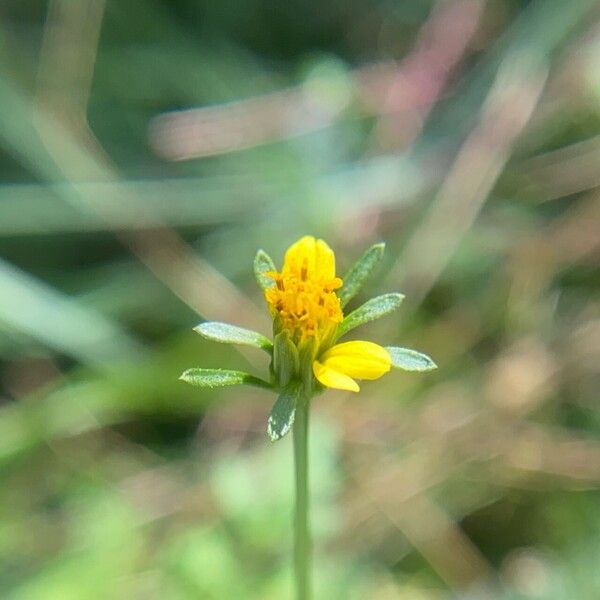 Bidens bipinnata Цветок