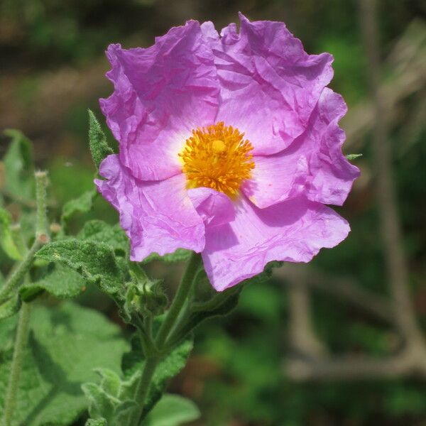 Cistus crispus 花