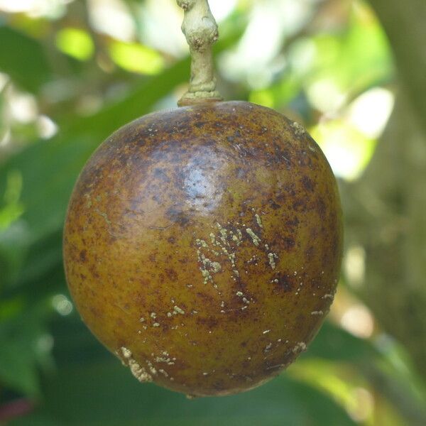 Crescentia cujete Fruit