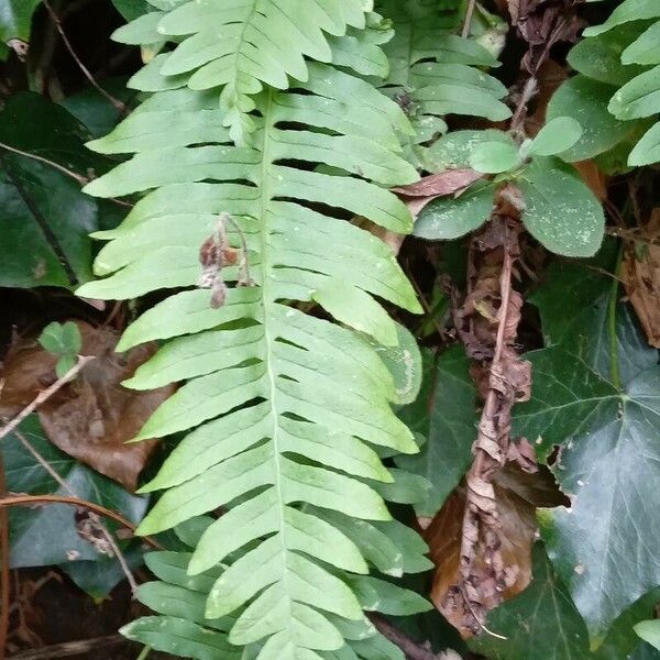 Polypodium vulgare পাতা