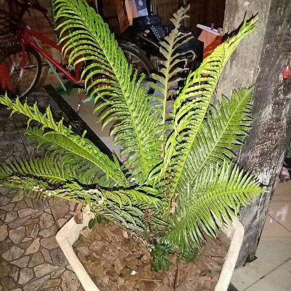 Blechnum brasiliense Φύλλο