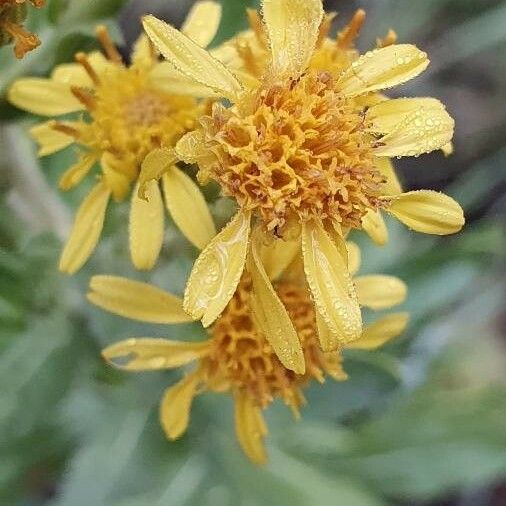 Dittrichia viscosa Flor