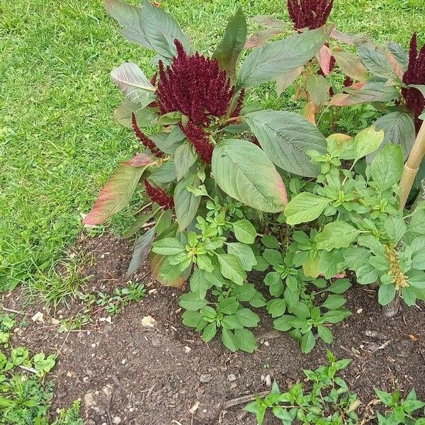 Amaranthus hypochondriacus Квітка