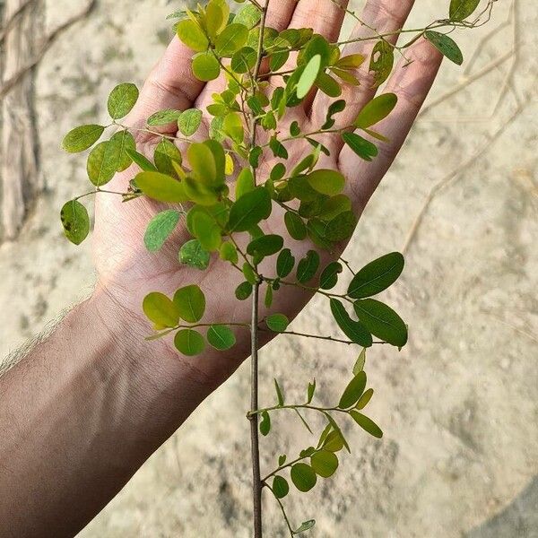 Phyllanthus reticulatus Kita