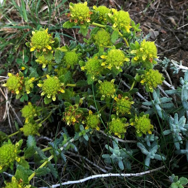 Teucrium aureum Flower