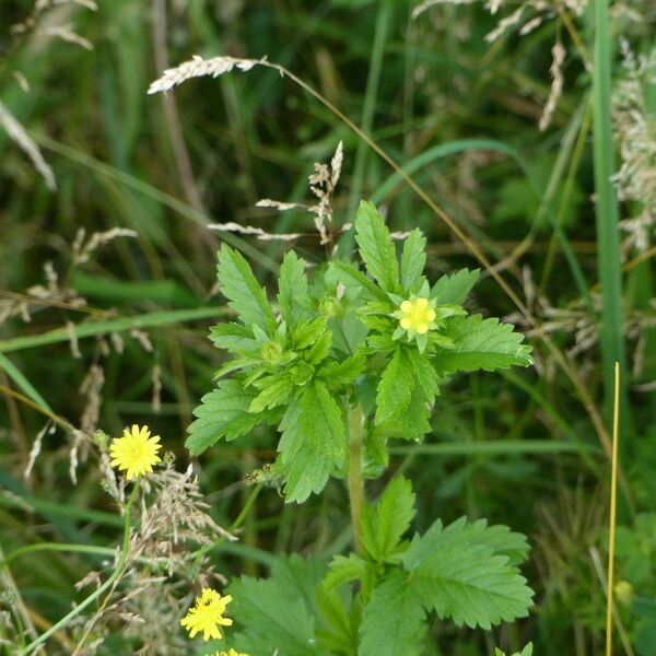 Potentilla norvegica 葉