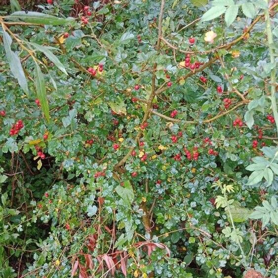 Crataegus laevigata Облик