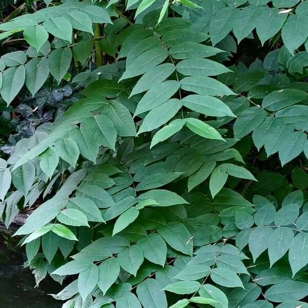 Rhus glabra Habitus