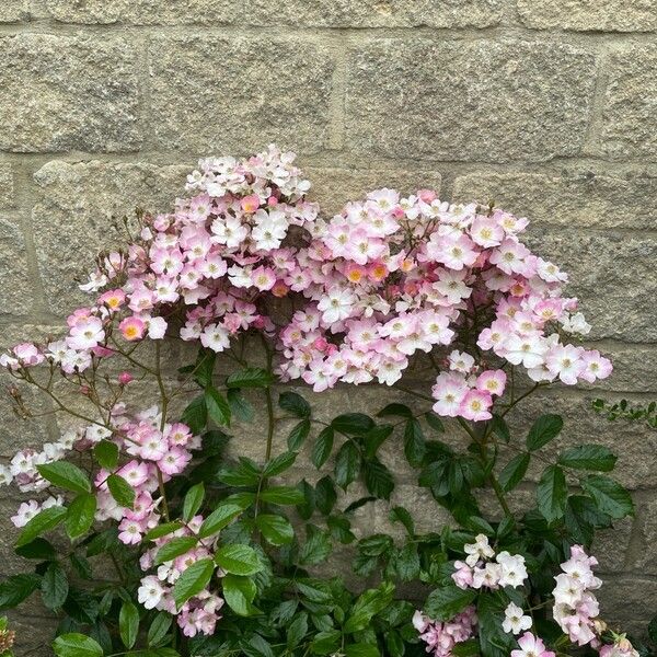 Rosa setigera (Climbing rose)