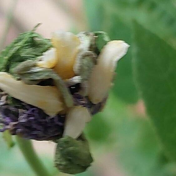 Passiflora incarnata Квітка