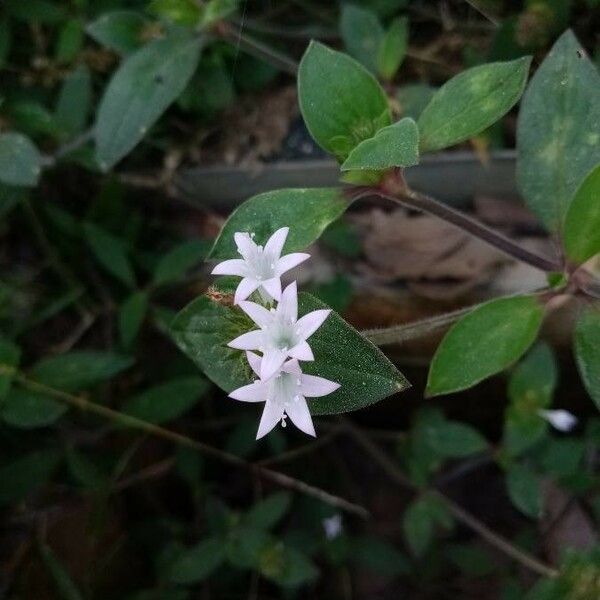 Richardia scabra Blüte