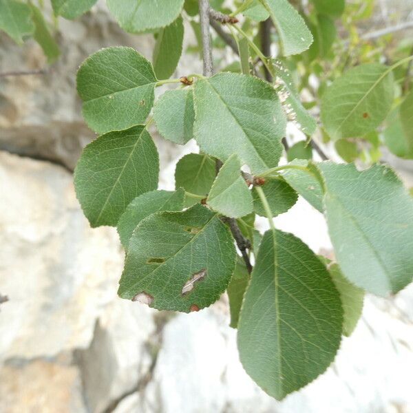 Prunus mahaleb Blatt