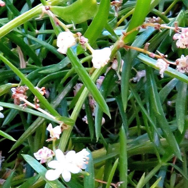 Asparagus setaceus Blomma