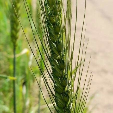 Triticum turgidum Frutto