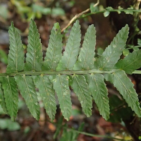 Asplenium barteri Blatt