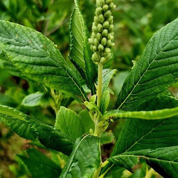 Clethra alnifolia Flower