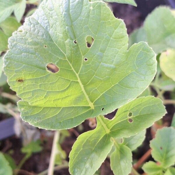 Raphanus raphanistrum Blatt