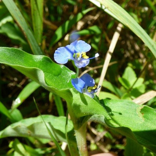 Commelina benghalensis Cvet