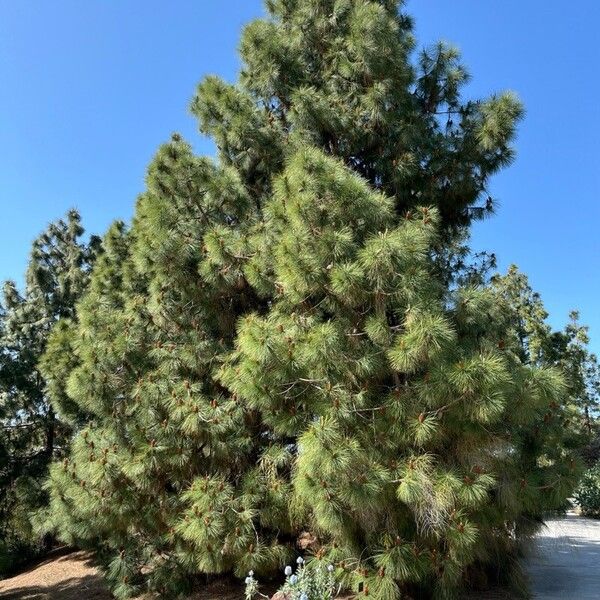 Pinus canariensis Blatt