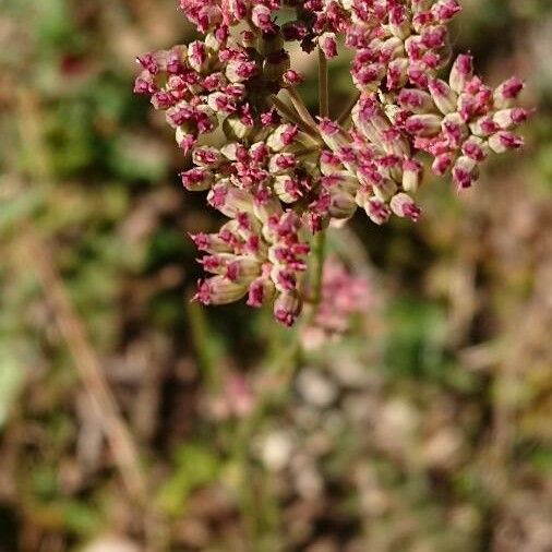 Seseli montanum Fruit