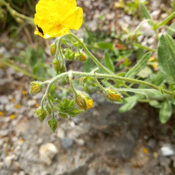 Helianthemum nummularium Flower