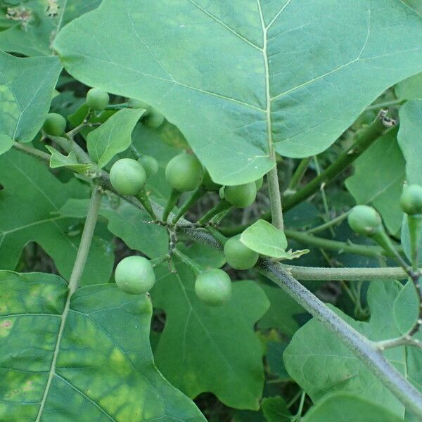 Solanum torvum Vrucht