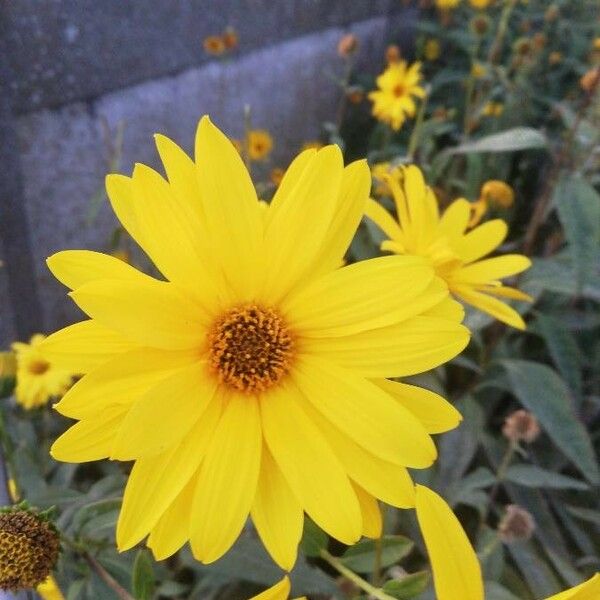 Helianthus strumosus Kvet