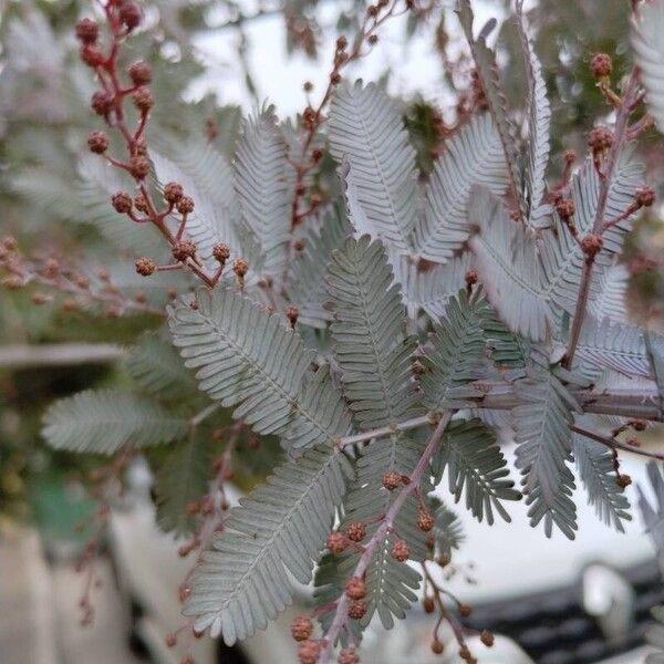 Acacia baileyana Foglia