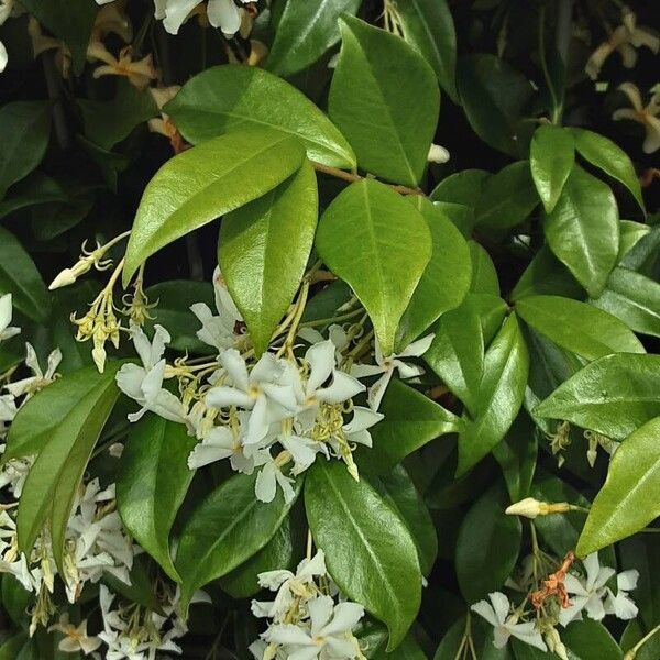 Trachelospermum asiaticum Flower