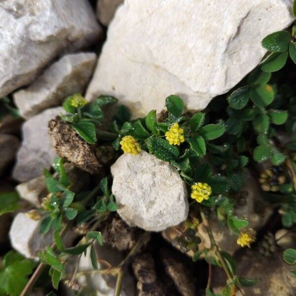 Medicago lupulina Floro