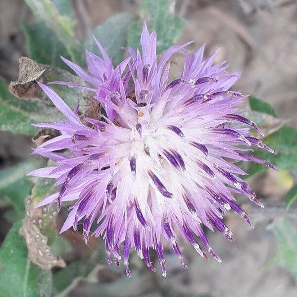 Centaurea aspera Blodyn